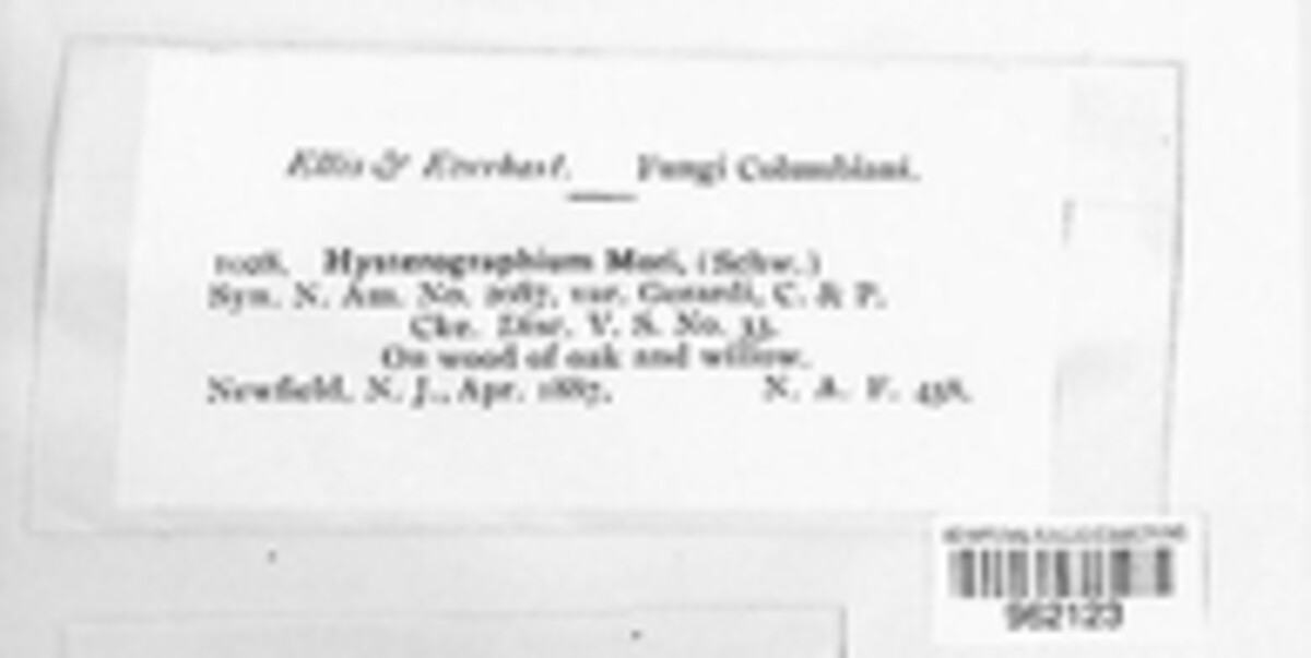 Hysterobrevium mori image